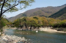 다리에 가린 양산 배내골 송림숲