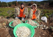 ‘치매예방’ 초석잠 산청서 수확 한창