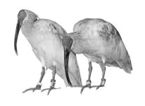 우포따오기 야생적응장 만든다