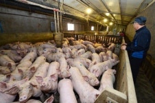 35만원 들여 키운 돼지 22만원에 출하