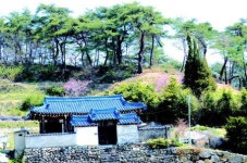 ‘불법 굴취 위기 소나무’ 주민들이 살렸다