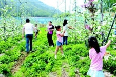 [떠나요] 거창 사과꽃 나들이 5일 고제면 테마파크 체험장서