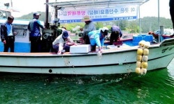 고성군, 해삼·돌돔·꽃게 종묘 대량 방류