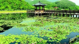수면위로 떠오른 연꽃의 향연