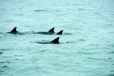 탈출 돌고래 ‘삼팔이’ 야생적응 성공