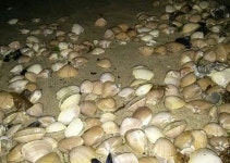 구조라해수욕장 ‘수만개 백합조개’ 소동