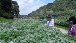 진주 남강 둔치 설악초 만발