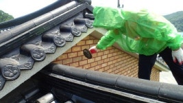 말벌 조심!  도심 출몰 급증