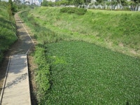 깨끗해진 새들천 “부레옥잠, 너 덕분이야”