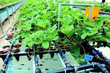 경남농기원 특허기술, 산업체 이전기간 연장