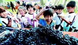 달콤  웅양포도축제, 14일 거창 웅양면 동호숲에서
