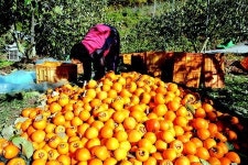 고종 황제에 진상했던 ‘고종시’ 수확