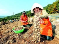 산청 가술마을 ‘치매 예방’ 초석잠 수확