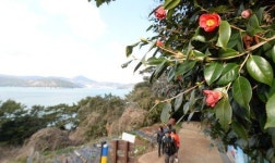 [경남비경 100선] 동백꽃 피어 나는 거제 지심도