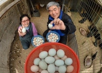 푸른 달걀 보셨나요?