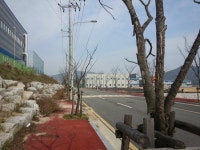 거창일반산업단지 가로수 집단고사