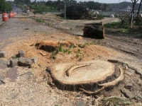 진주 도로확장 구간 가로수 수십그루 ‘싹둑’