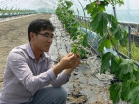 신소득작물 여주, 함양농업 새희망으로 쑥쑥