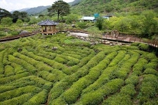 경남 비경 100선 (62) 하동의 다원