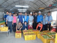 양산시 물금읍, 증산리 농가서 토마토 수확