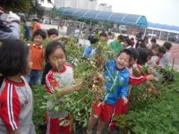 남지초, 학교 텃밭서 땅콩·고구마 수확