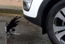 과자 먹는 까치