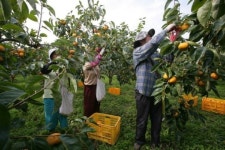사천 단감, 올해 첫 동남아 수출