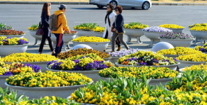 화단에 피어난 봄