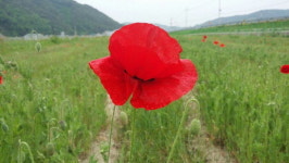 하동 북천 “봄엔 꽃양귀비 축제”