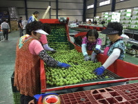 하동서 자란 매실 맛보세요