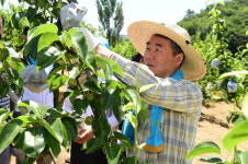 이창희 진주시장, 농촌 일손돕기·농민 격려