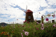 함안 둑방길은 ‘코스모스 꽃길’