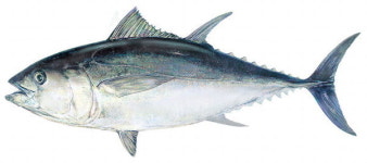 경남도, 대형어류 양식 연구 박차