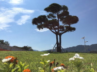 하동 악양 평사리에 부부송 이어 ‘형제송’ 생겼다