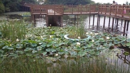 [초록기자세상] “생태연못에서는 눈으로만 보세요”