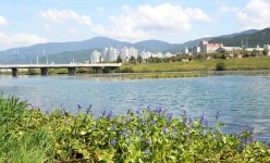 양산 젖줄 ′양산천′ 수질 1급수 됐다