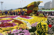 마산가고파국화축제 올해부터 유료화한다