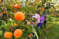 창원시, 단감가공산업 육성 본격화