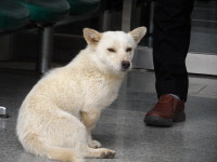 멍멍!  난, 면사무소를 지키는 ‘면식이’랍니다