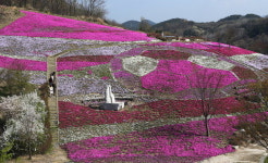 사천·산청 마을 곳곳 꽃단장