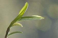 “하동 햇차 나왔네” 화개·악양면서 올해 첫 수확