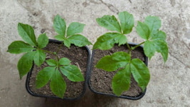 함양군 “어린이날 아이들에게 ‘산삼’ 선물”