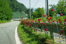 “거창 남하면으로 장미 구경오세요”