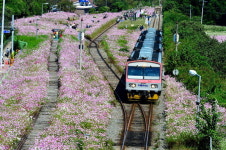 하동 북천 코스모스·메밀꽃길, 19일~10월 3일 열려요