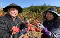 항노화식품 ‘꾸지뽕’ 드셔보세요