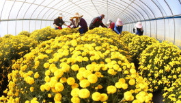 국화차 원료 ‘감국’ 수확