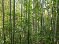 국내 대나무숲 2만4111㏊ ‘여의도 83배’