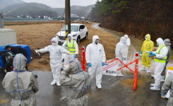 AI는 못잡고 닭·오리만 잡는다