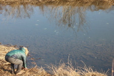 사천 하천서 물고기 100여마리 폐사