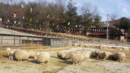 “양산 하북면 양떼목장 구경 오이소~”